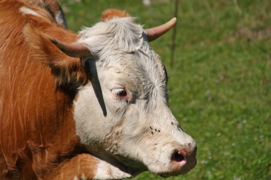 Close-up of a well-muscled beef cow with a shiny coat standing calmly in a sunny field.