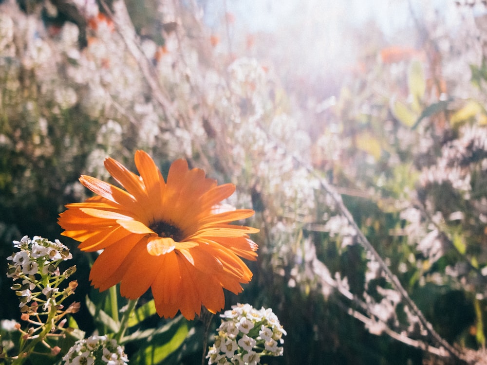 orange flower in tilt shift lens