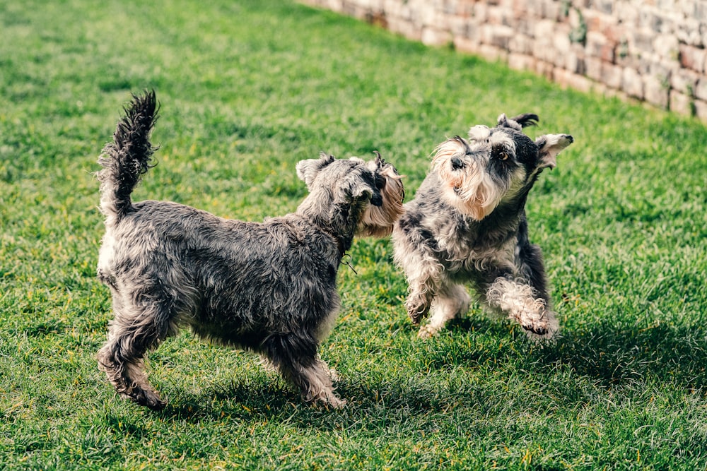 gray and black long coat small dog on green grass field during daytime