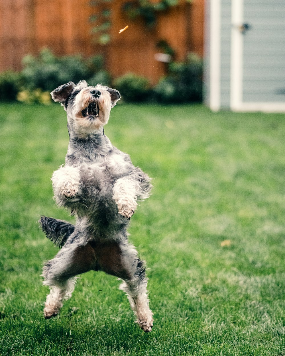 grey and white miniature schnauzer running on green grass field during daytime, dog jumping, dog behavior