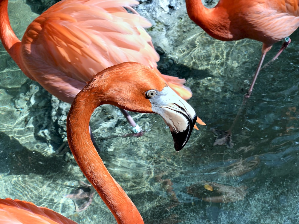 flamingos cor-de-rosa na água durante o dia