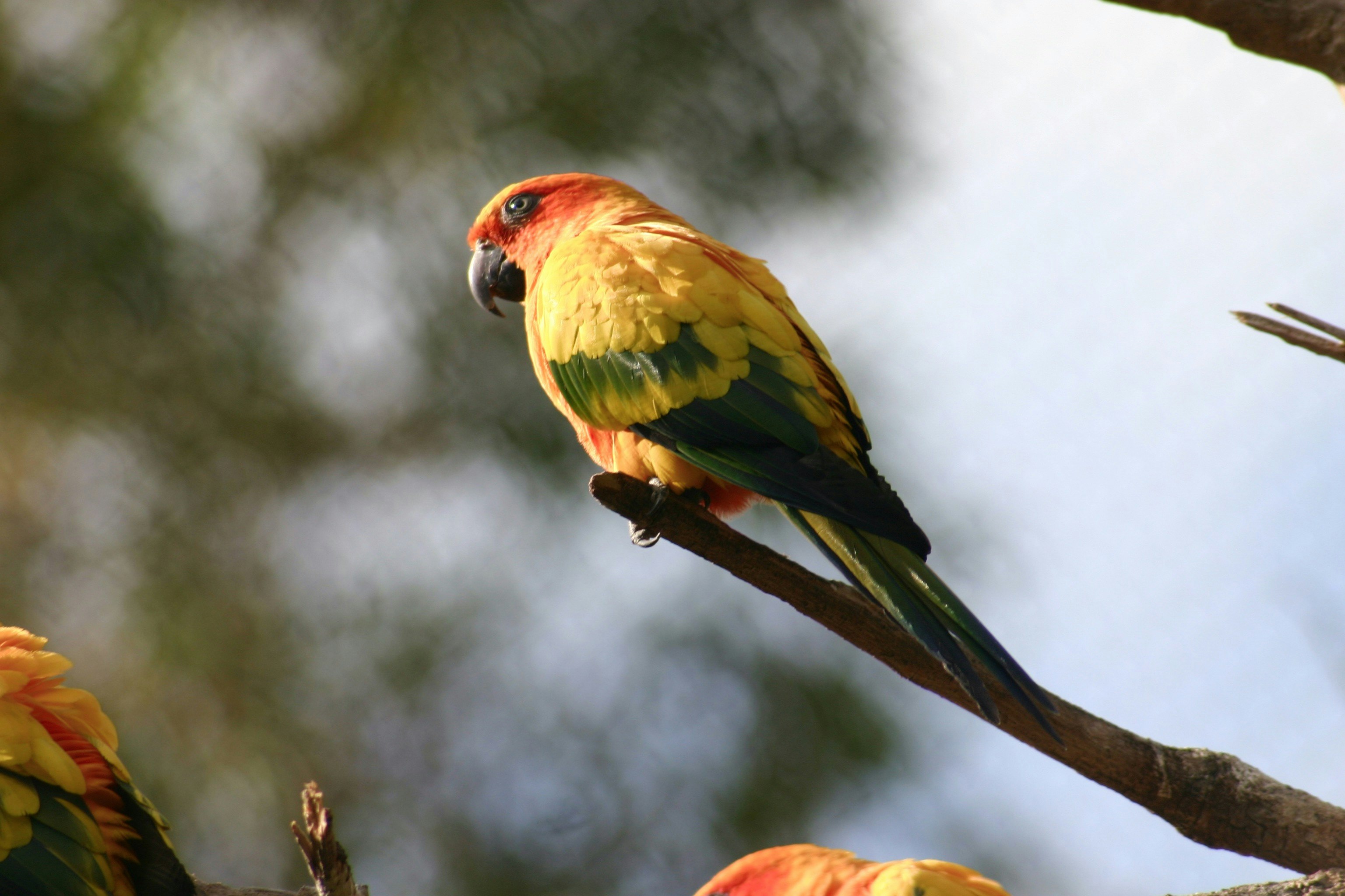 red green and yellow bird on brown tree branch