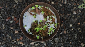 A small round water-filled vessel sits on a bed of dark gravel. Inside the vessel, floating green plants with small leaves create a natural and serene scene. The reflection of the sky or surrounding environment is visible on the water’s surface, adding a touch of reflection to the scene.