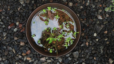 A small round water-filled vessel sits on a bed of dark gravel. Inside the vessel, floating green plants with small leaves create a natural and serene scene. The reflection of the sky or surrounding environment is visible on the water’s surface, adding a touch of reflection to the scene.