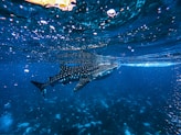 black and white fish in water