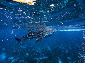 black and white fish in water