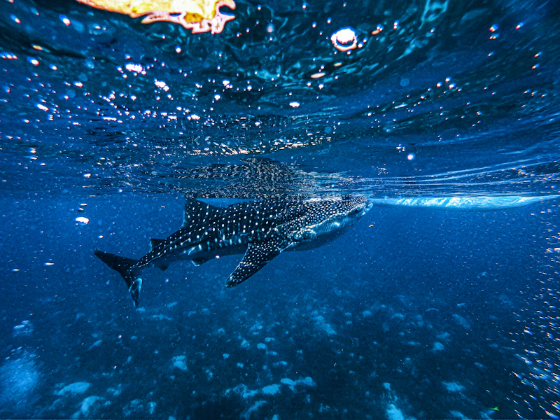 Whale Shark Swimming