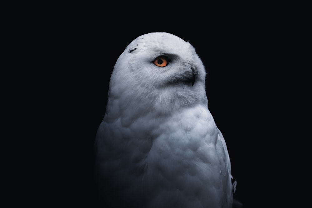 white owl with black background
