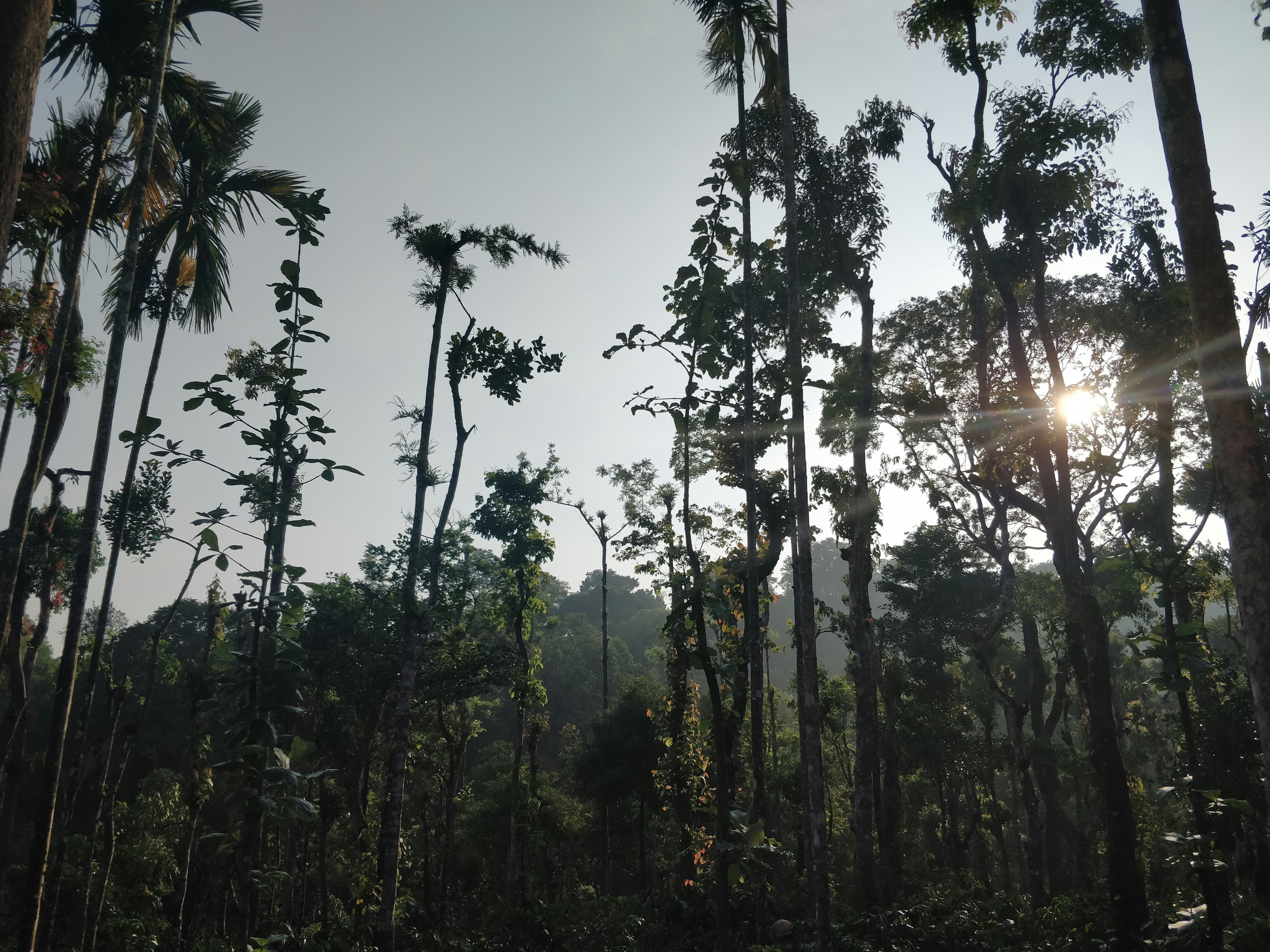 Sunlight breaking through forest canopy, peaceful natural setting