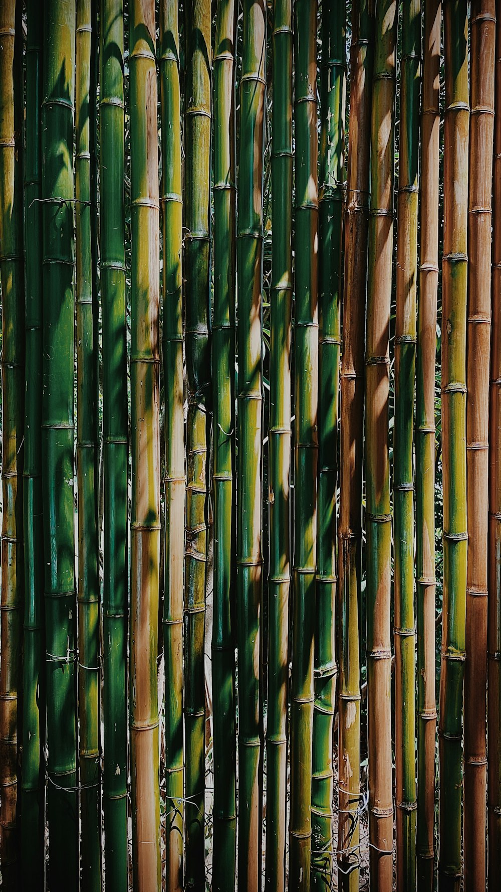 varas de bambu verde durante o dia