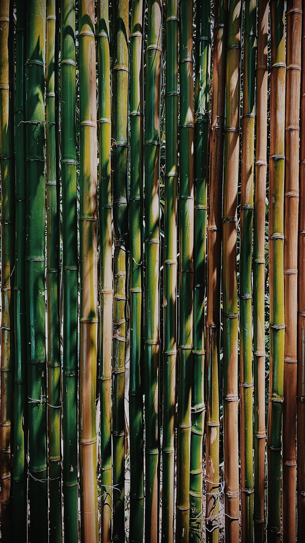 The Rapid Growth of Bamboo - Nature Facts