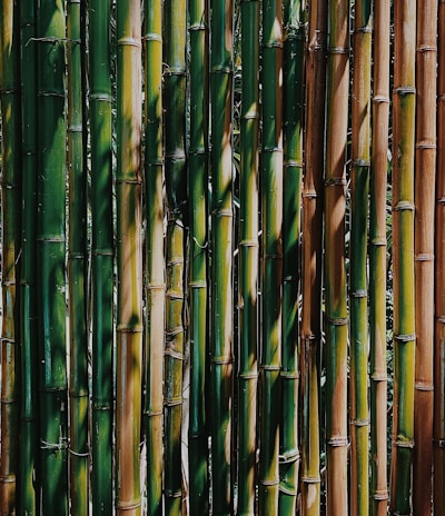 green bamboo sticks during daytime