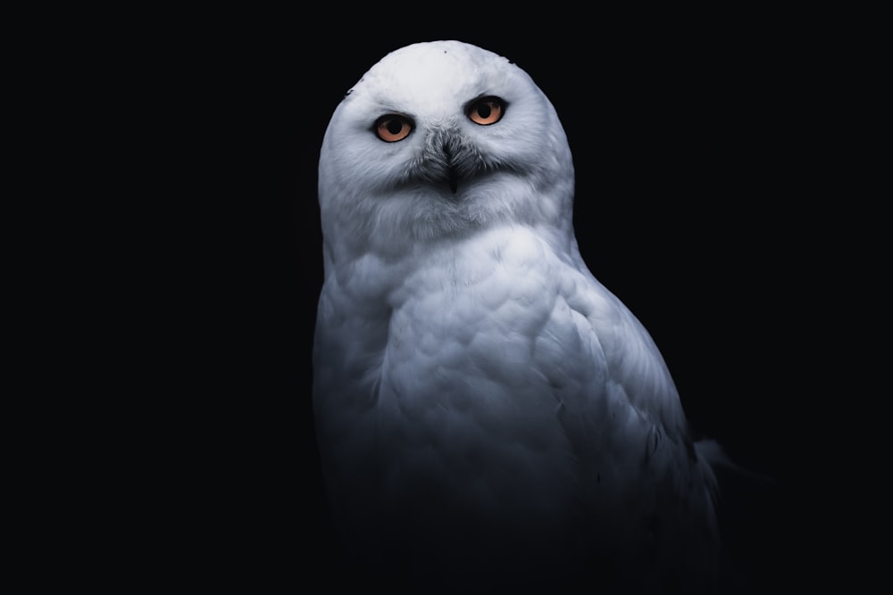 white owl with black background