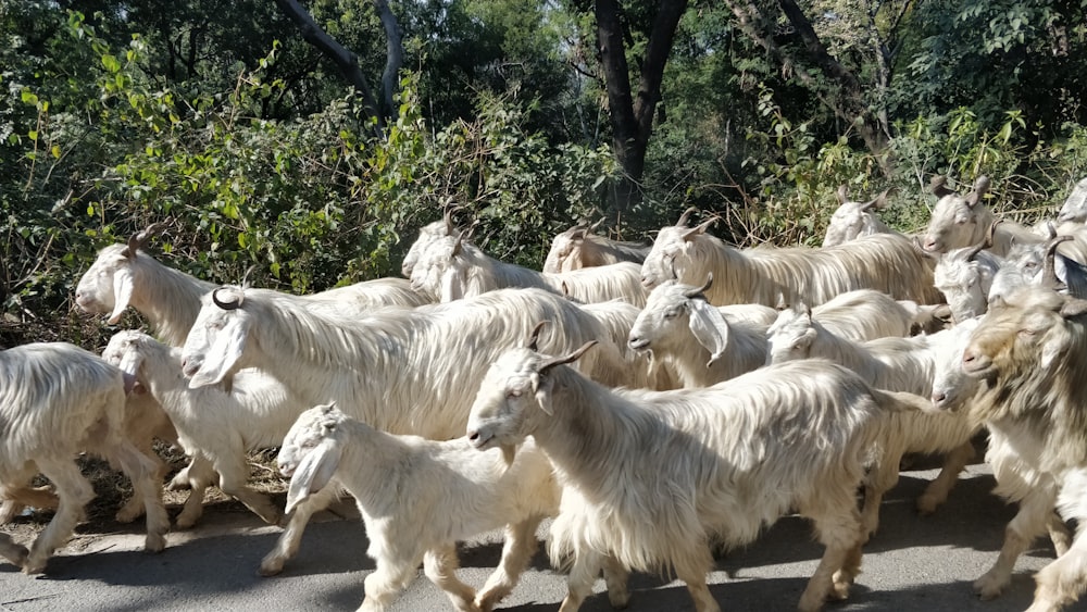 white horses on gray concrete road