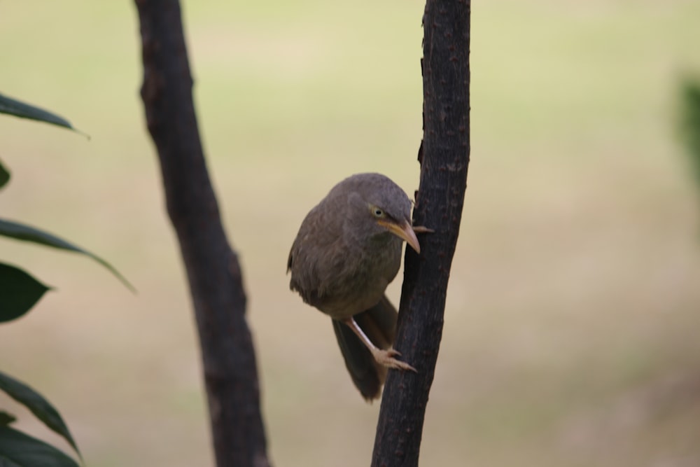 black bird on brown tree branch during daytime