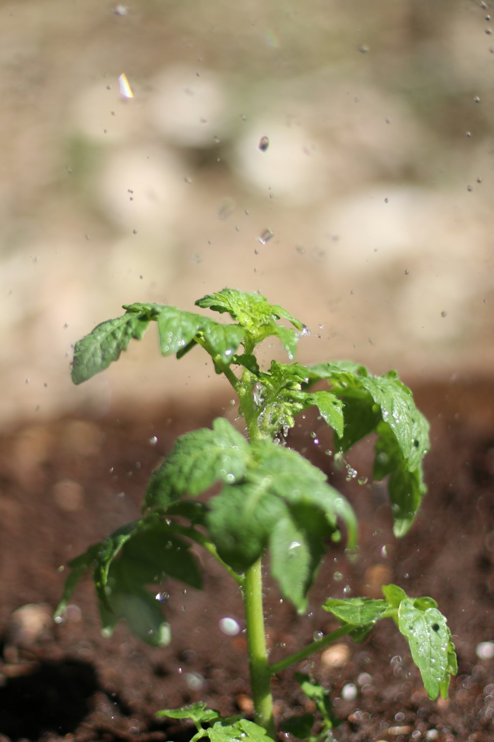 green leaves in tilt shift lens