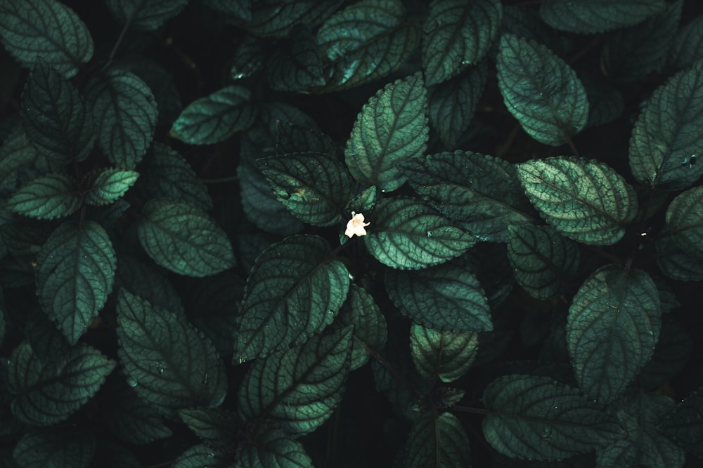 feuilles vertes avec fleur blanche