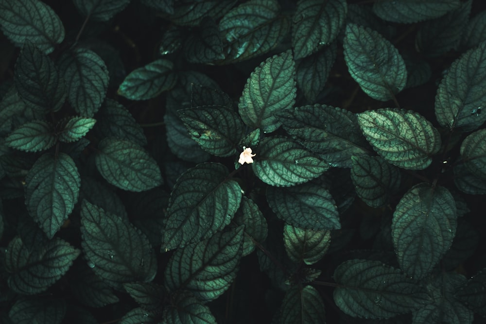 green leaves with white flower