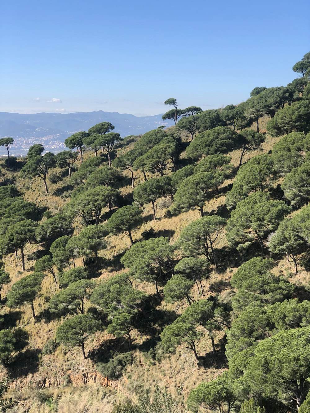 green trees on mountain during daytime