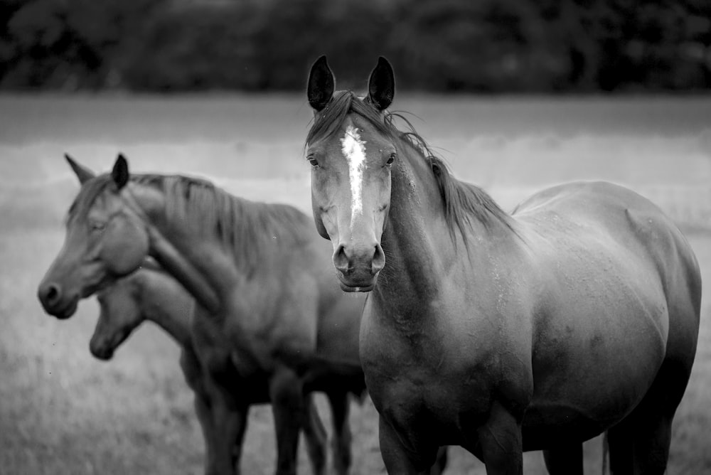 grayscale photo of horse running on field