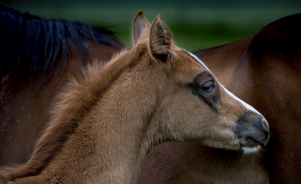 brown horse in close up photography during daytime