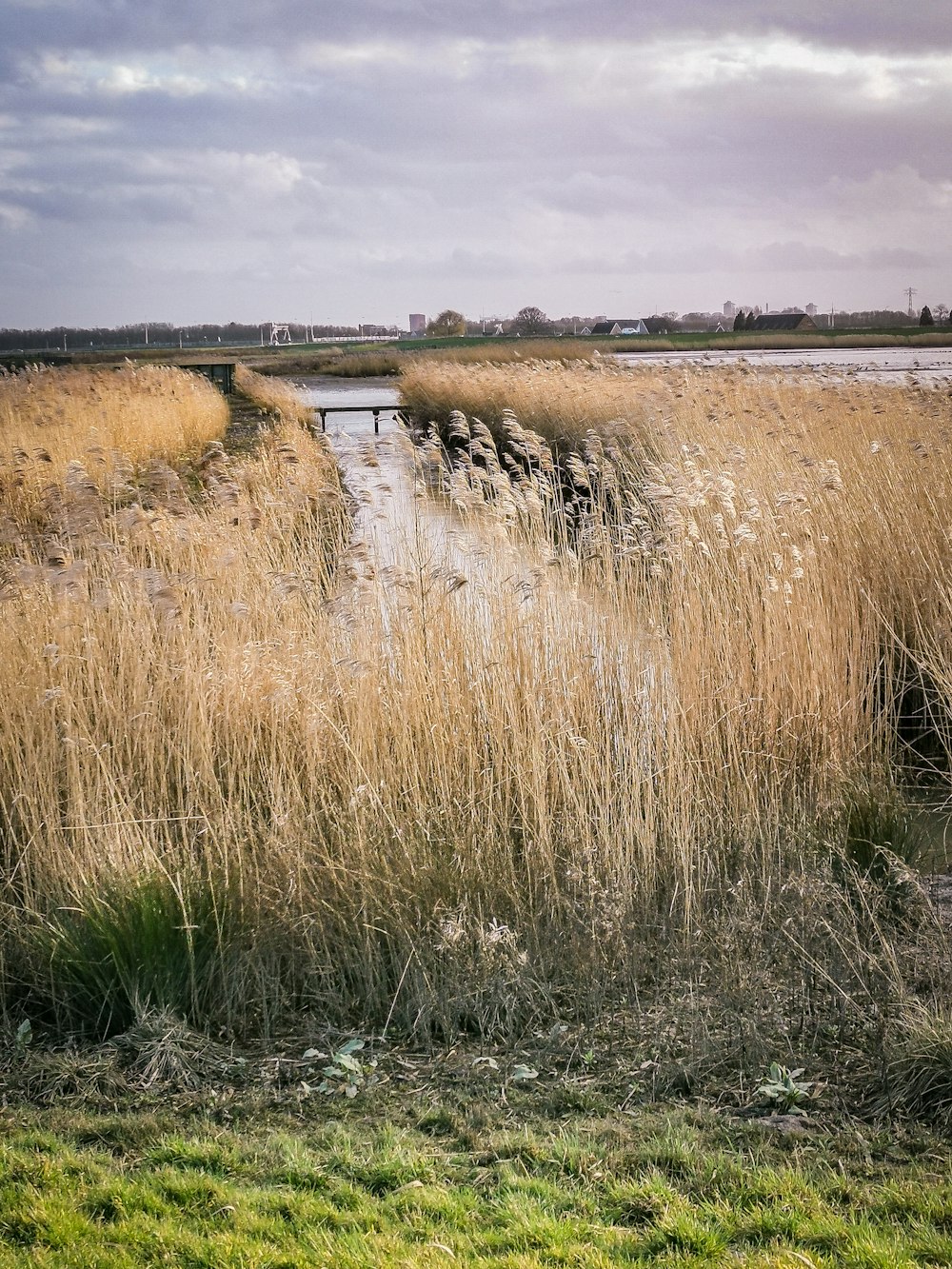 brown grass near body of water under cloudy sky during daytime