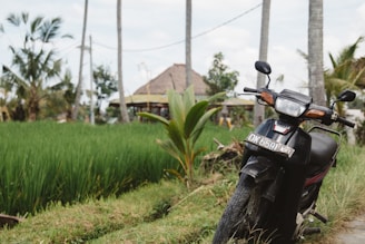 A black motorcycle is parked on the edge of a lush, green rice field. In the background, there are tall palm trees and a traditional thatched-roof building. The setting appears rural and tranquil, with clear blue skies above.