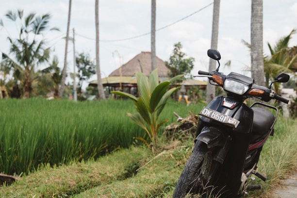 A black motorcycle is parked on the edge of a lush, green rice field. In the background, there are tall palm trees and a traditional thatched-roof building. The setting appears rural and tranquil, with clear blue skies above.