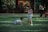 Two young children are playing on a grassy area. One child is crawling on the ground while the other stands nearby, both dressed casually. In the background, adults are sitting and observing the children, surrounded by trees and outdoor furniture.