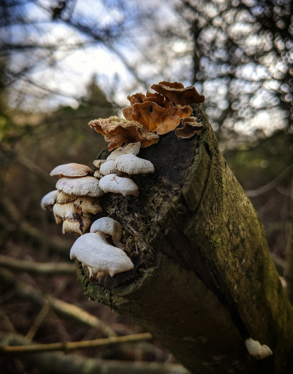 brown mushrooms on brown tree trunk