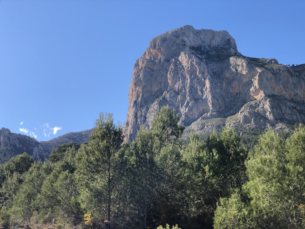 green trees near brown rocky mountain under blue sky during daytime