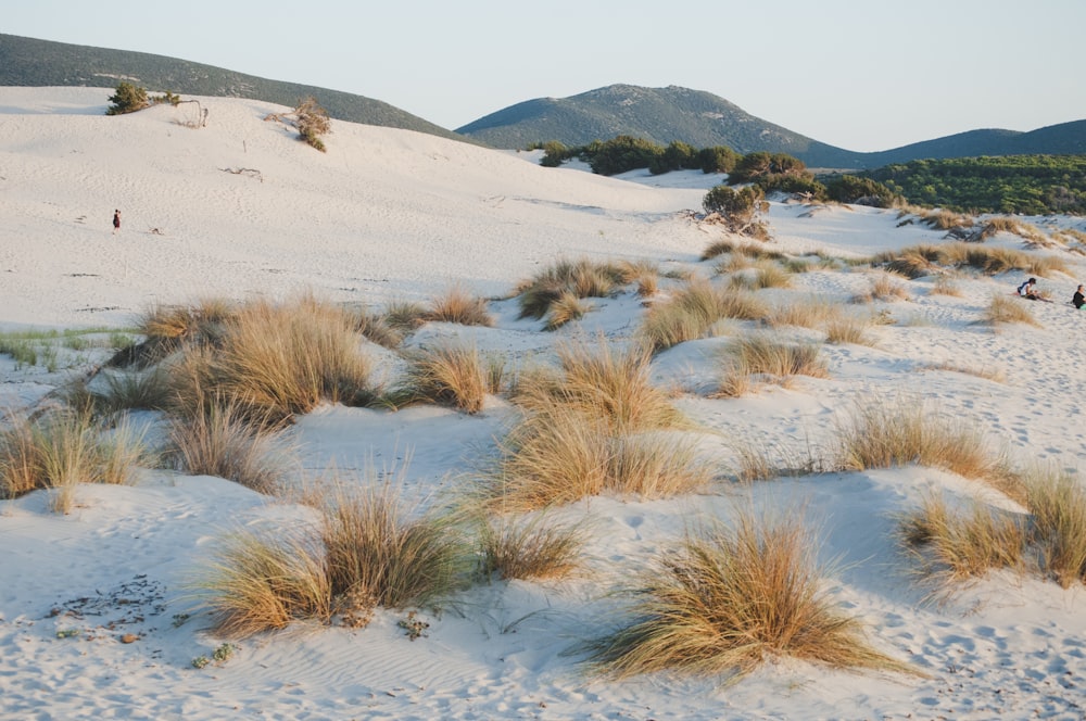 brown grass on white snow covered field during daytime