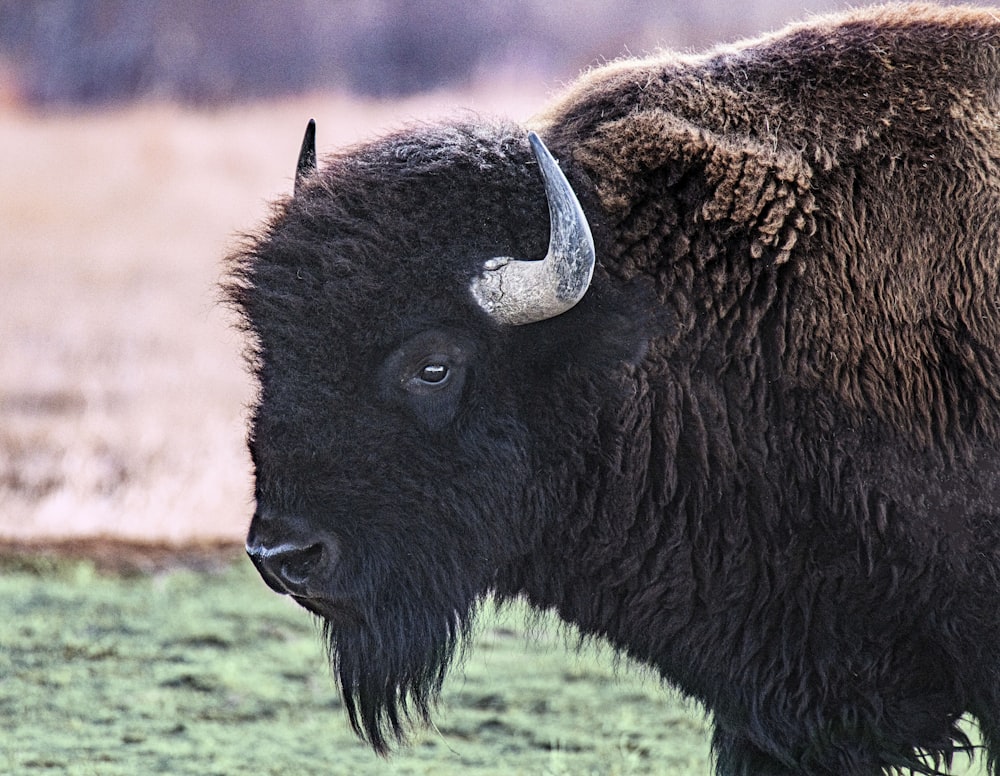 black bison on green grass field during daytime