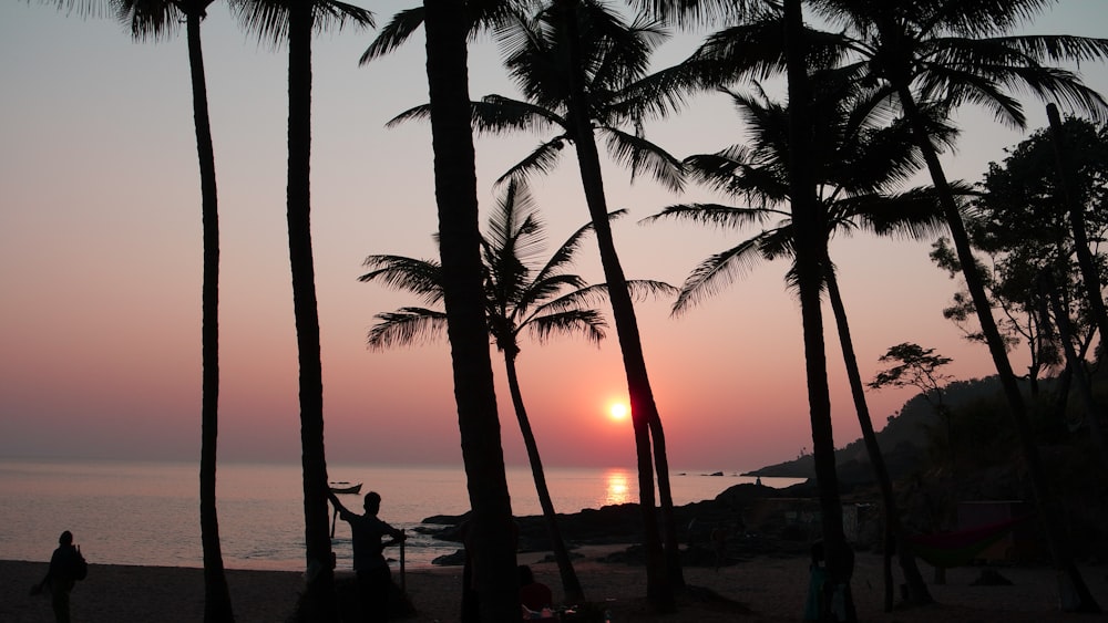 silhouette of palm trees during sunset