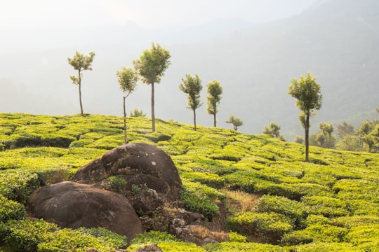 green grass field with trees during daytime in Kerala India