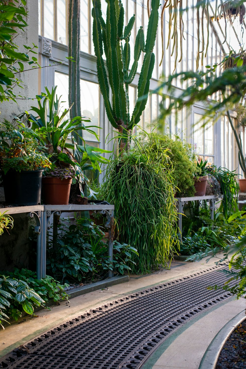 green plants on brown clay pots