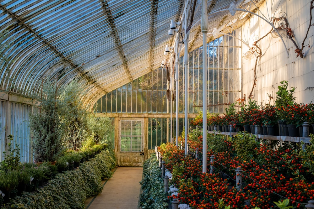 green plants inside greenhouse during daytime