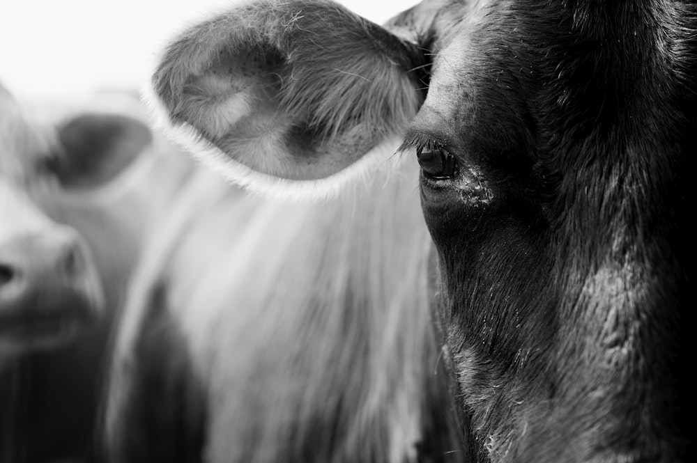 grayscale photo of cows head