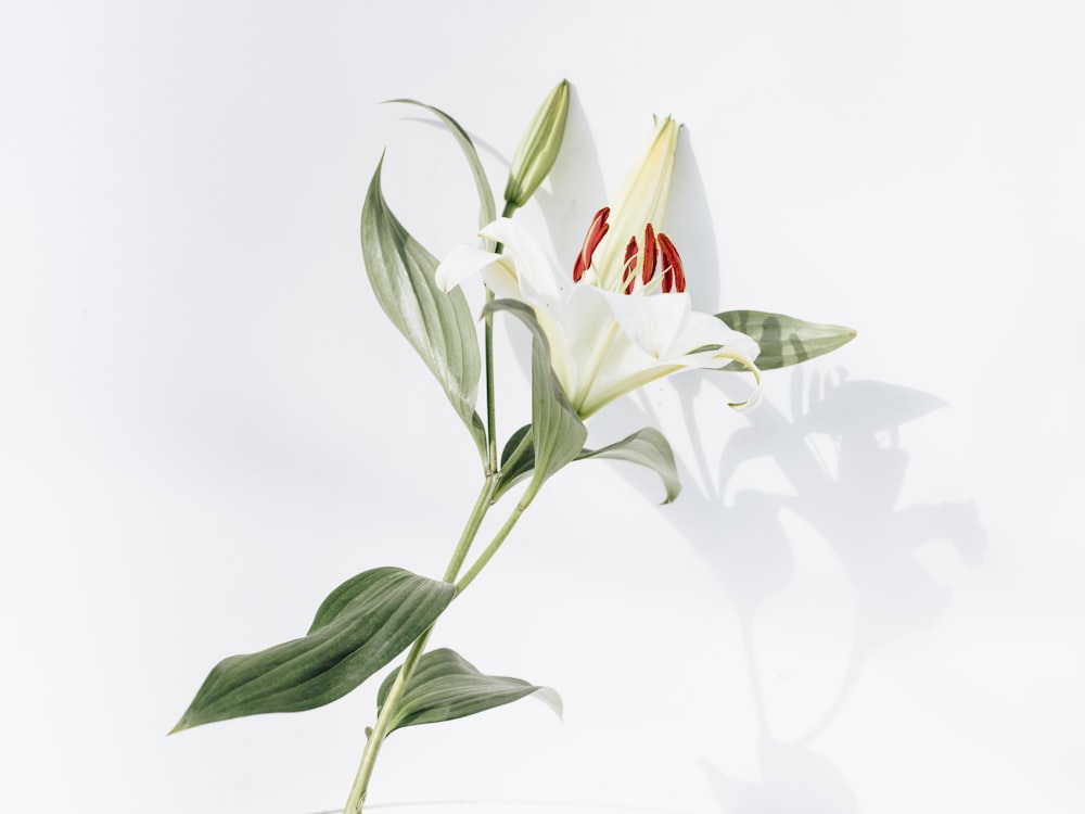 flor branca e vermelha com folhas verdes