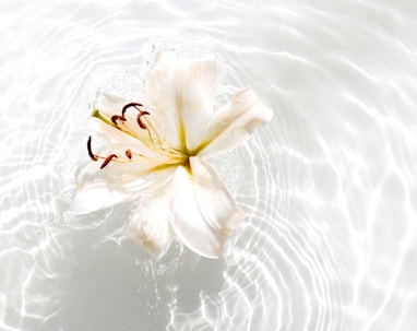 white and yellow flower on water