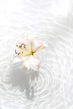 white and yellow flower on water