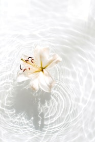 white and yellow flower on water