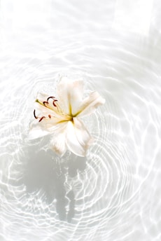white and yellow flower on water