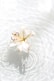 white and yellow flower on water