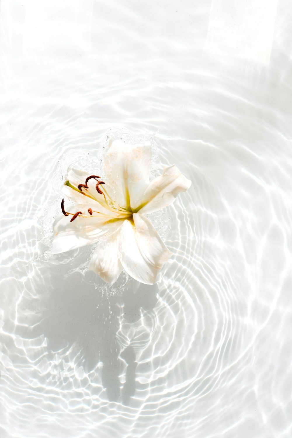 flor branca e amarela na água