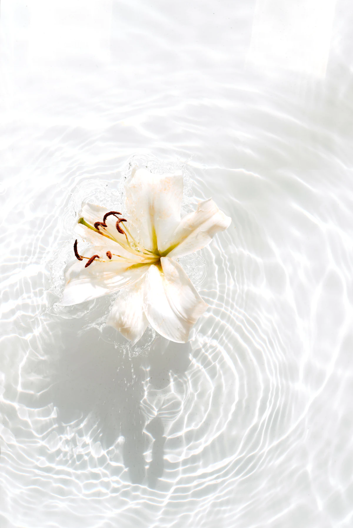 A white water lily resting on still water
