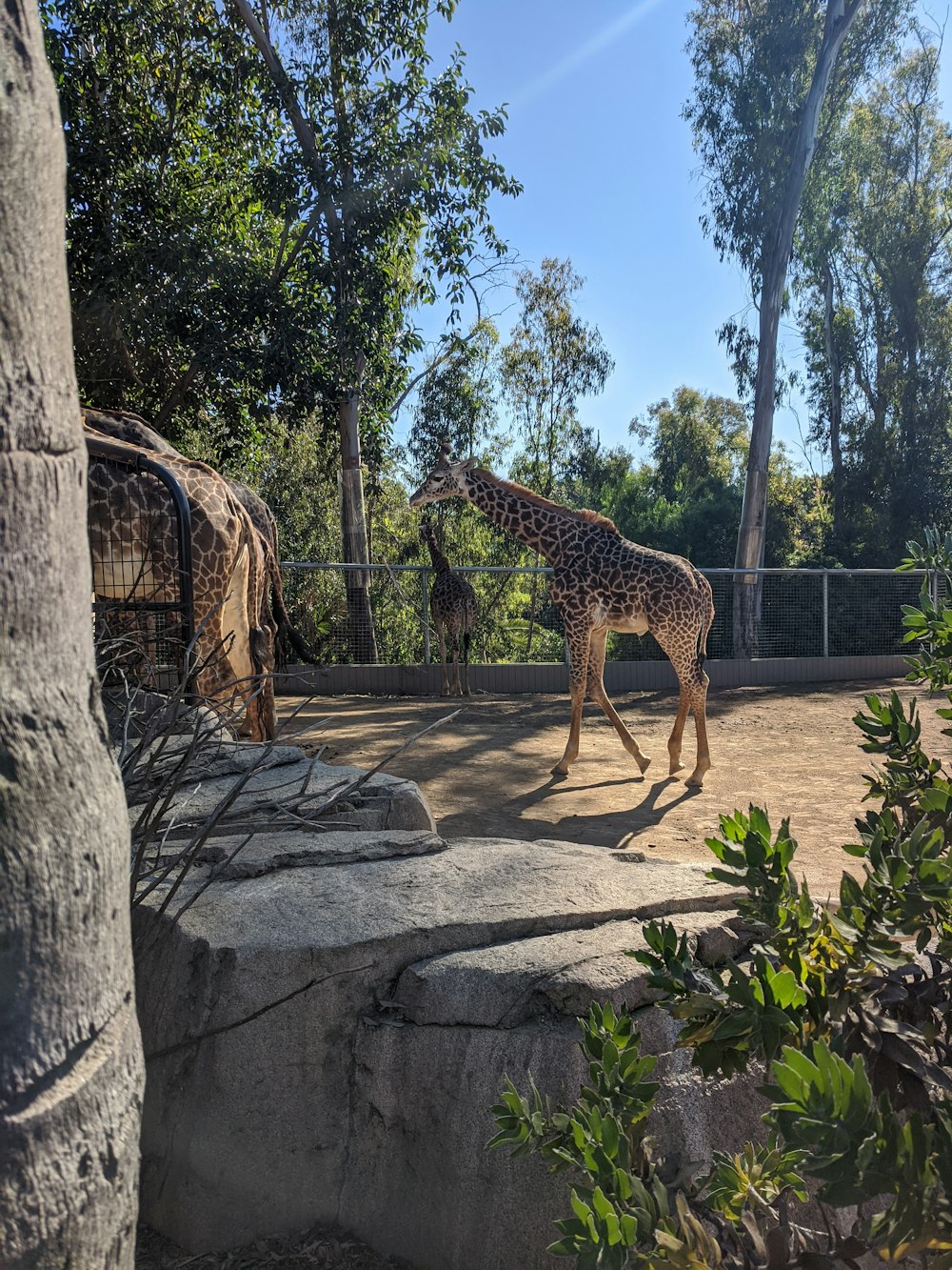 leopard walking on gray concrete pathway during daytime