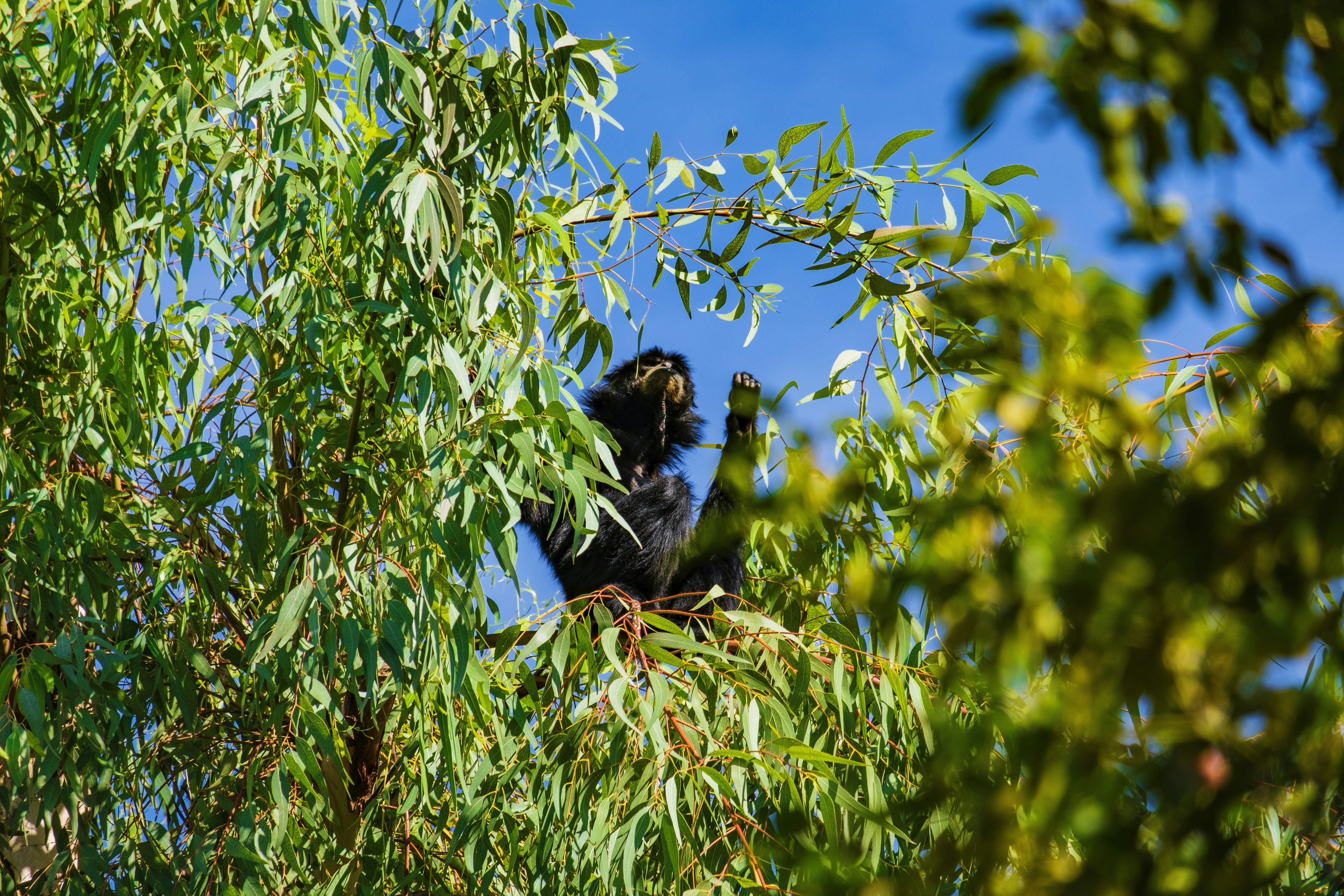 black and white short coated small sized dog on green leaves tree during daytime, Gibbon foraging for food in the trees from a recent trip to Walt Disney World.