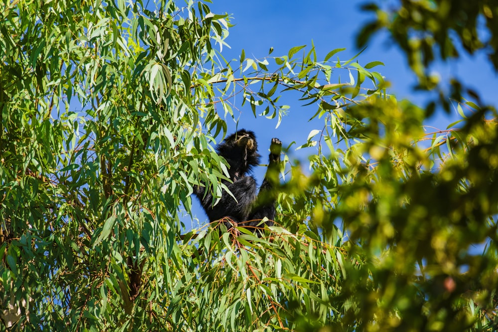 schwarz-weiß kurzbeschichteter kleiner Hund auf grünen Blättern Baum während des Tages