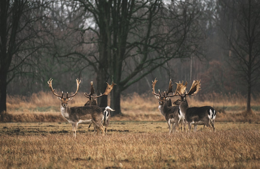 herd of deer on brown grass field during daytime